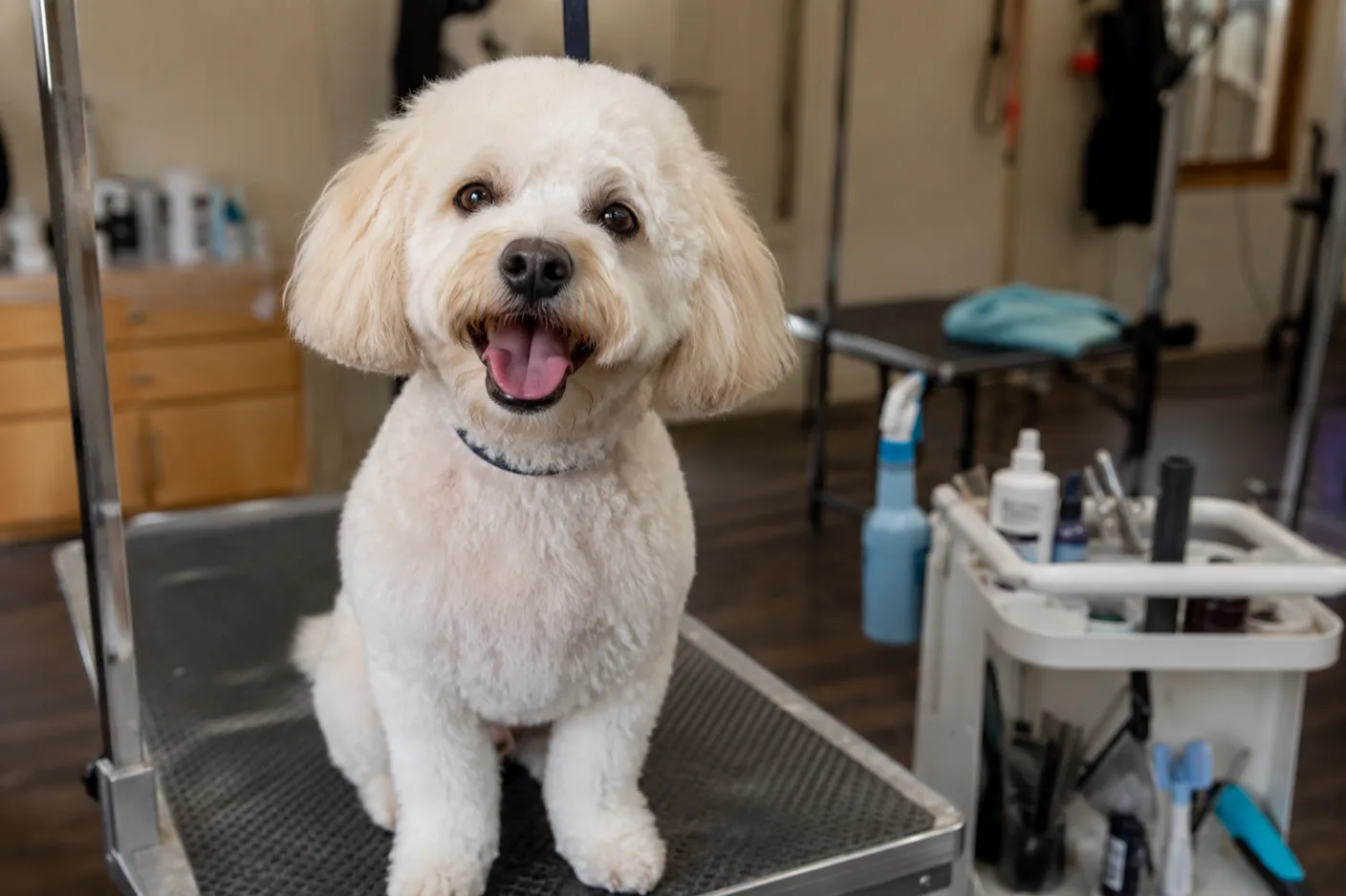 A dog groomer preparing a coat trim on a calm grooming table